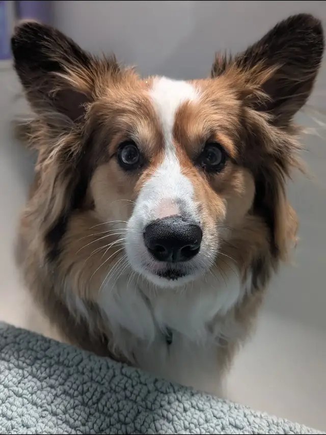 #corgisoftiktok 