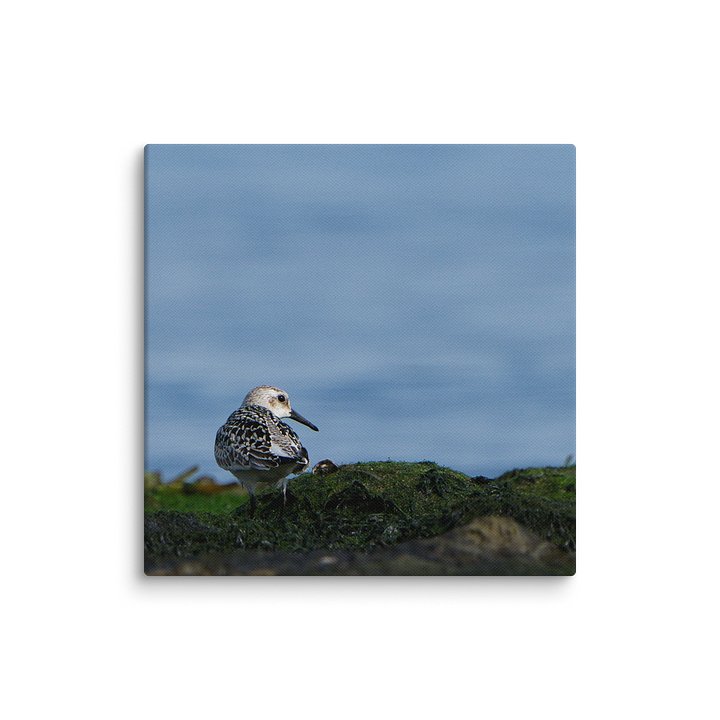Pectoral Sandpiper Looking Over Shoulder product image (19)
