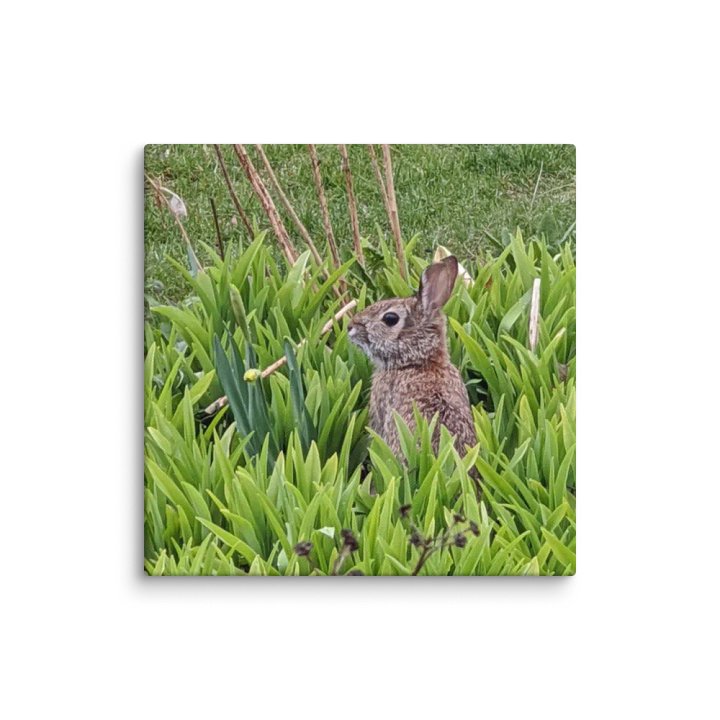 Brown Bunny product image (2)