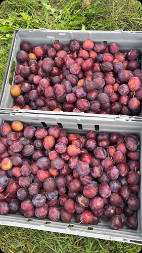 Plum beef
