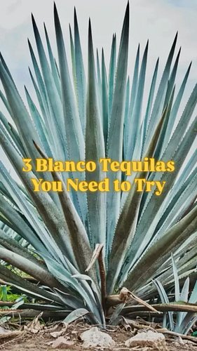 3 blanco tequila recommendations. 

Whether you’re building margaritas, sipping neat, or stocking your home bar, these are th...