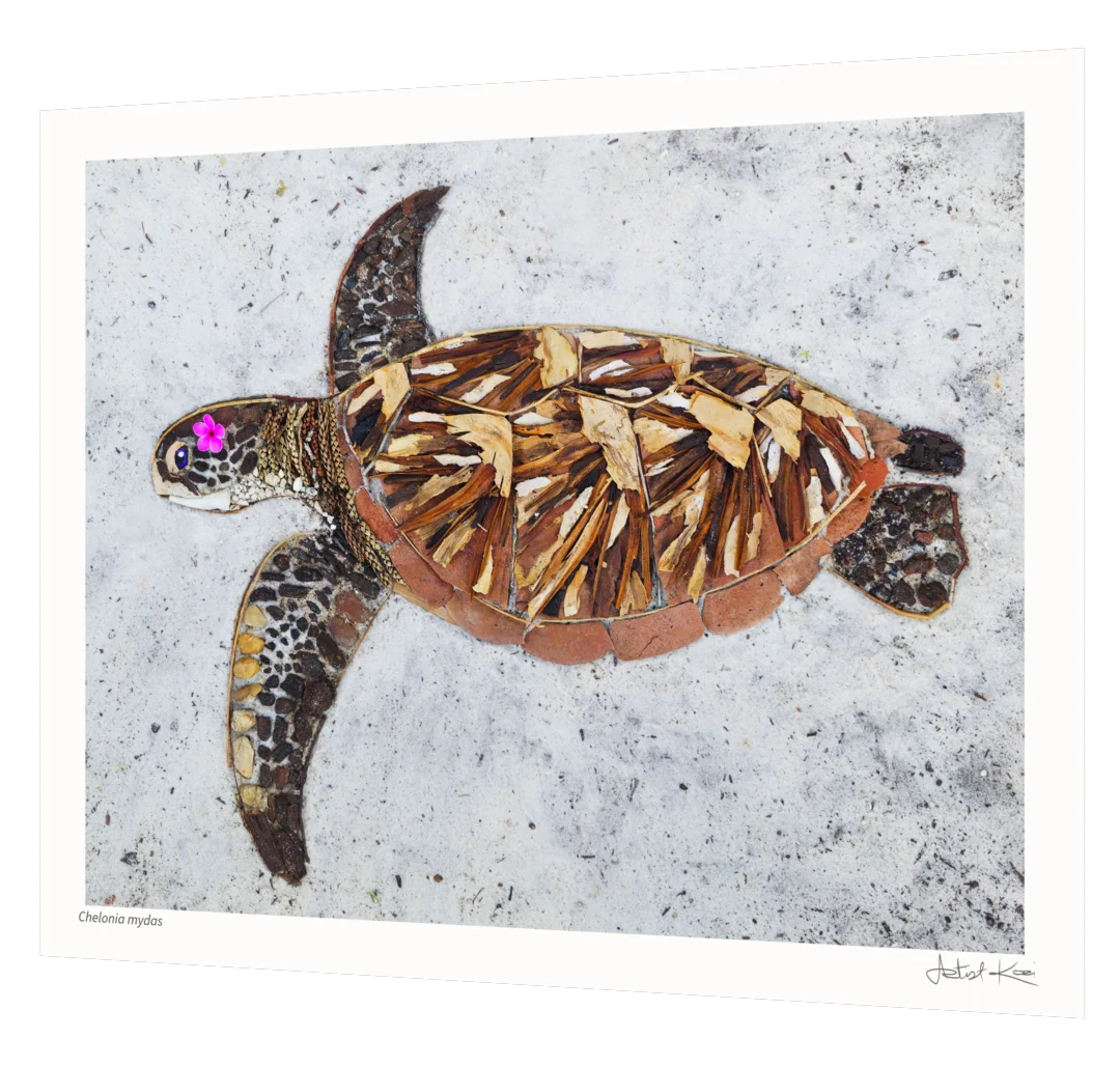 CHELONIA MYDAS | Nature Art Print - Ends June 23 product image (3)