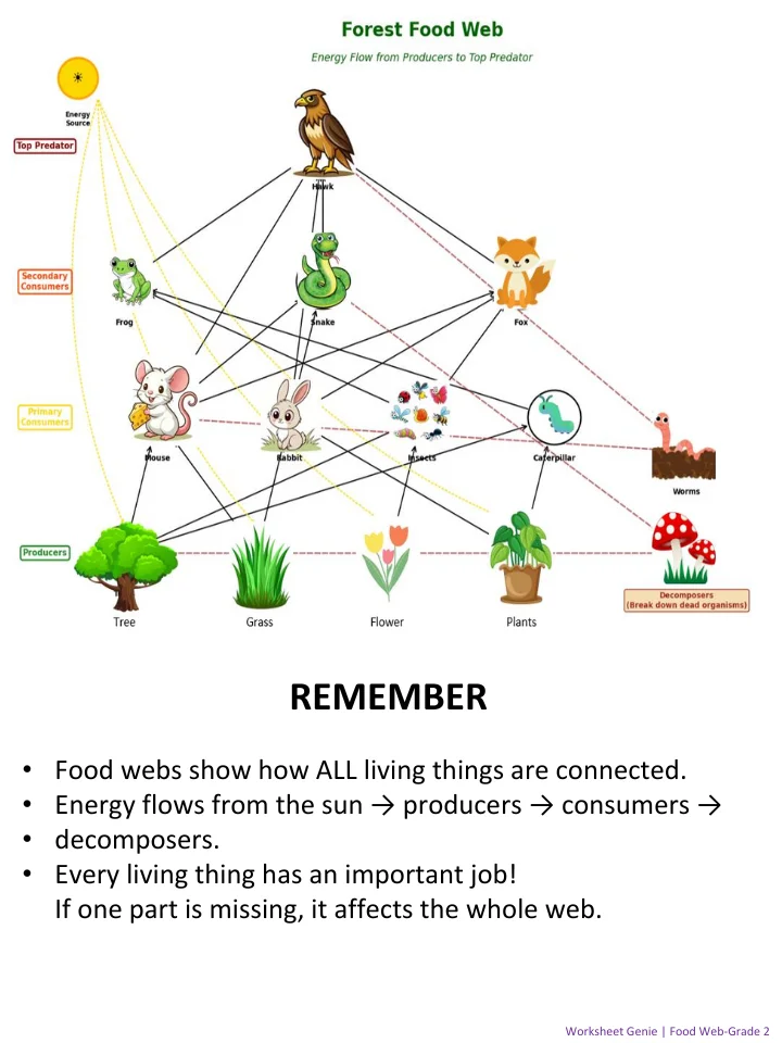 Food Web Activity Pack - Explore Nature's Connections for 2nd Grade product image (1)