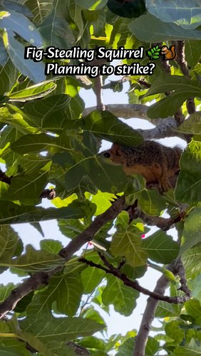 There’s been an escalation in my standoff with the fig thieves in my backyard. I was able to hold the line today, but we’re o...