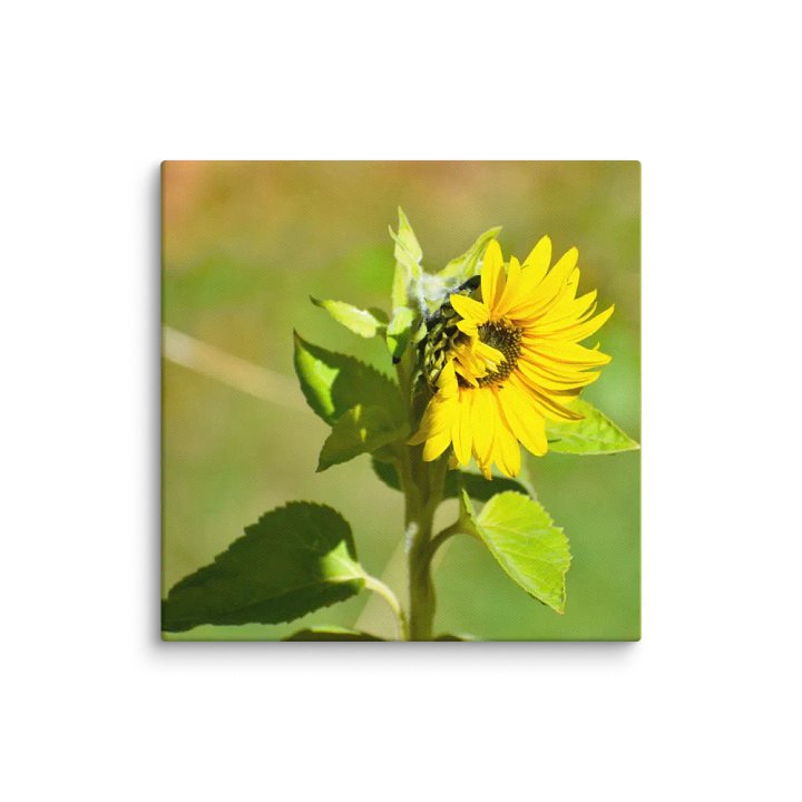 Canvas: Sunflower in early autumn product image (7)