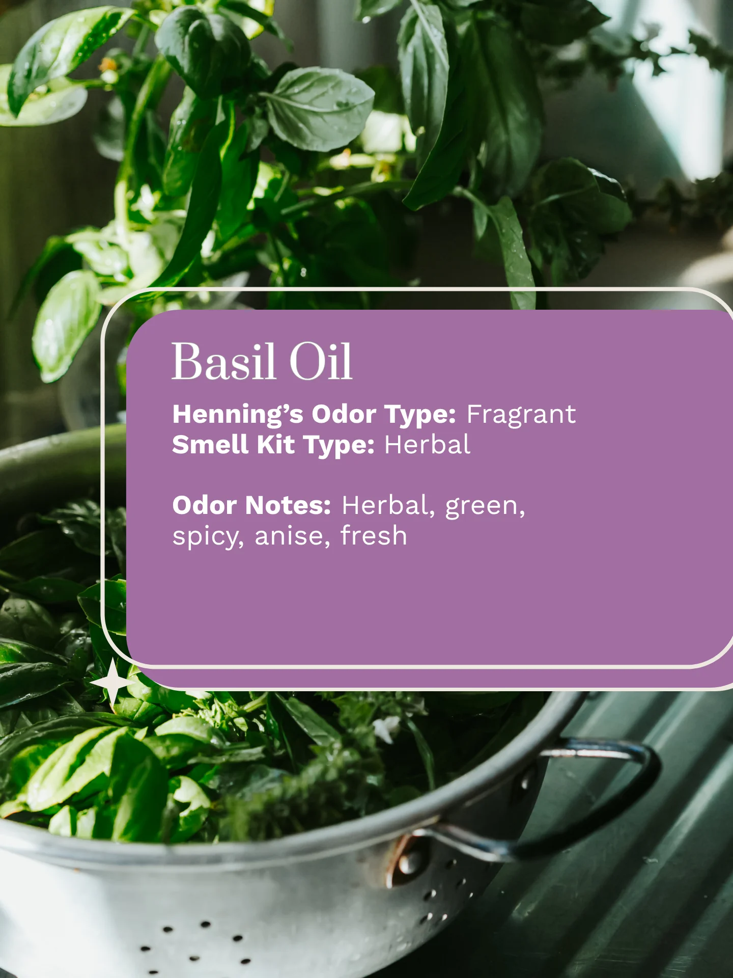 Olfaria Smell Training Kit | Set 4 | 5 Single-Note Essential Oils | Olfactory Training / Smell Loss product image (6)