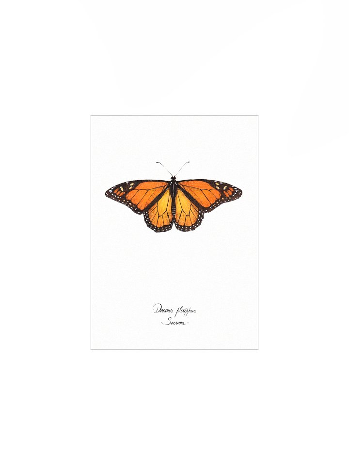 Danaus Plexippus • Print product image (2)