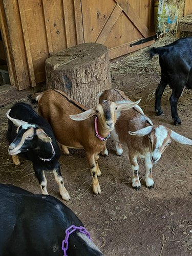 Dillon’s three lovely daughters. 💖