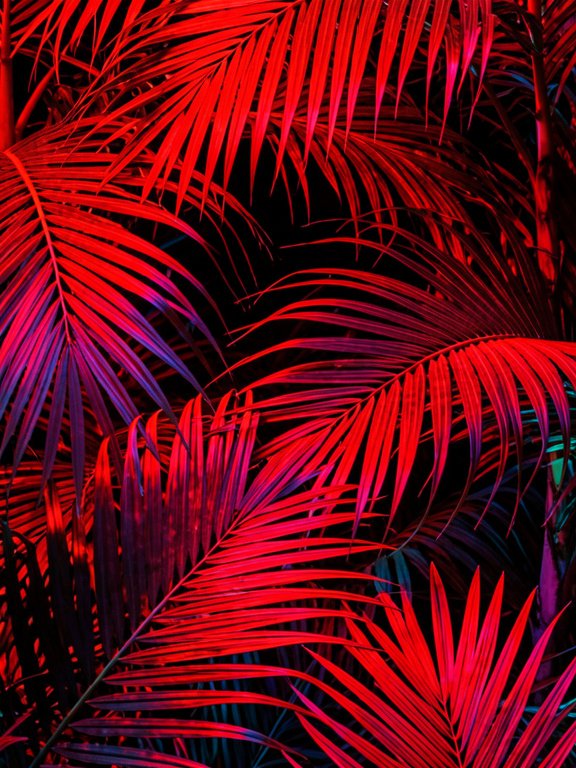 Red dawn palms product image (1)