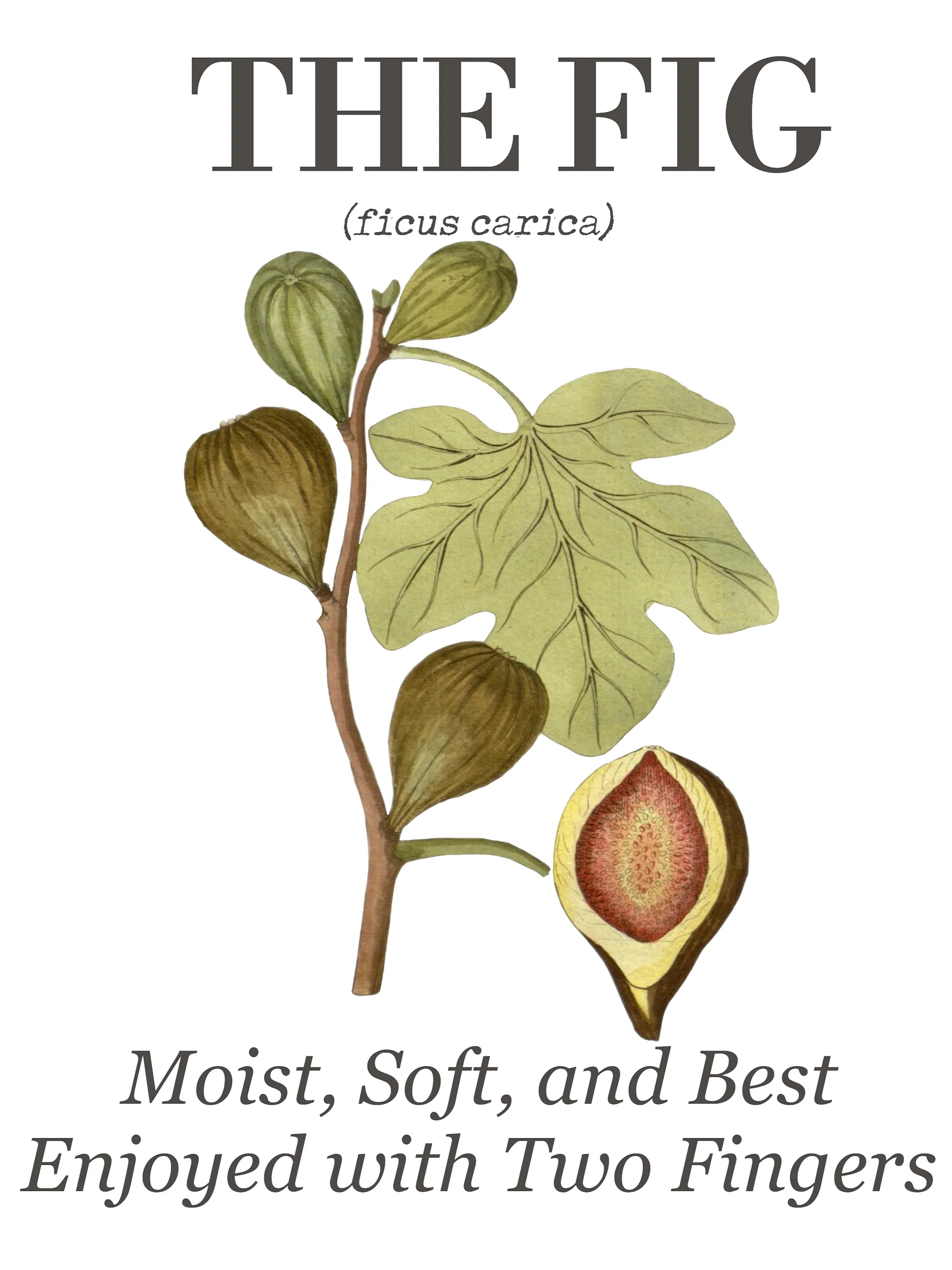 The "Fig" Botanical Tea Towel product image (3)
