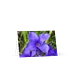"Fringed Gentian" (Blank Card)