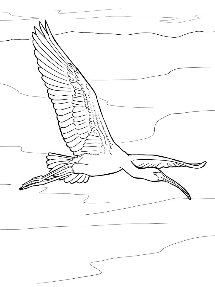 Coloring Page- Glossy Ibis product image (1)