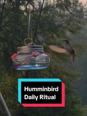 Humminbird Ritual #rvlife #alwaysanadventure #hummingbird 