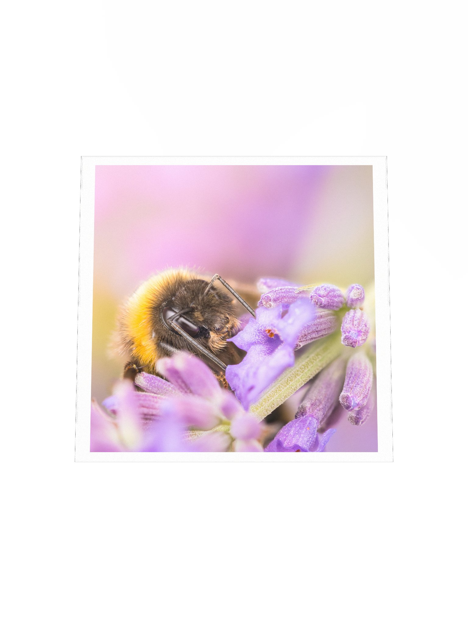 Bee and Lavender product image (11)