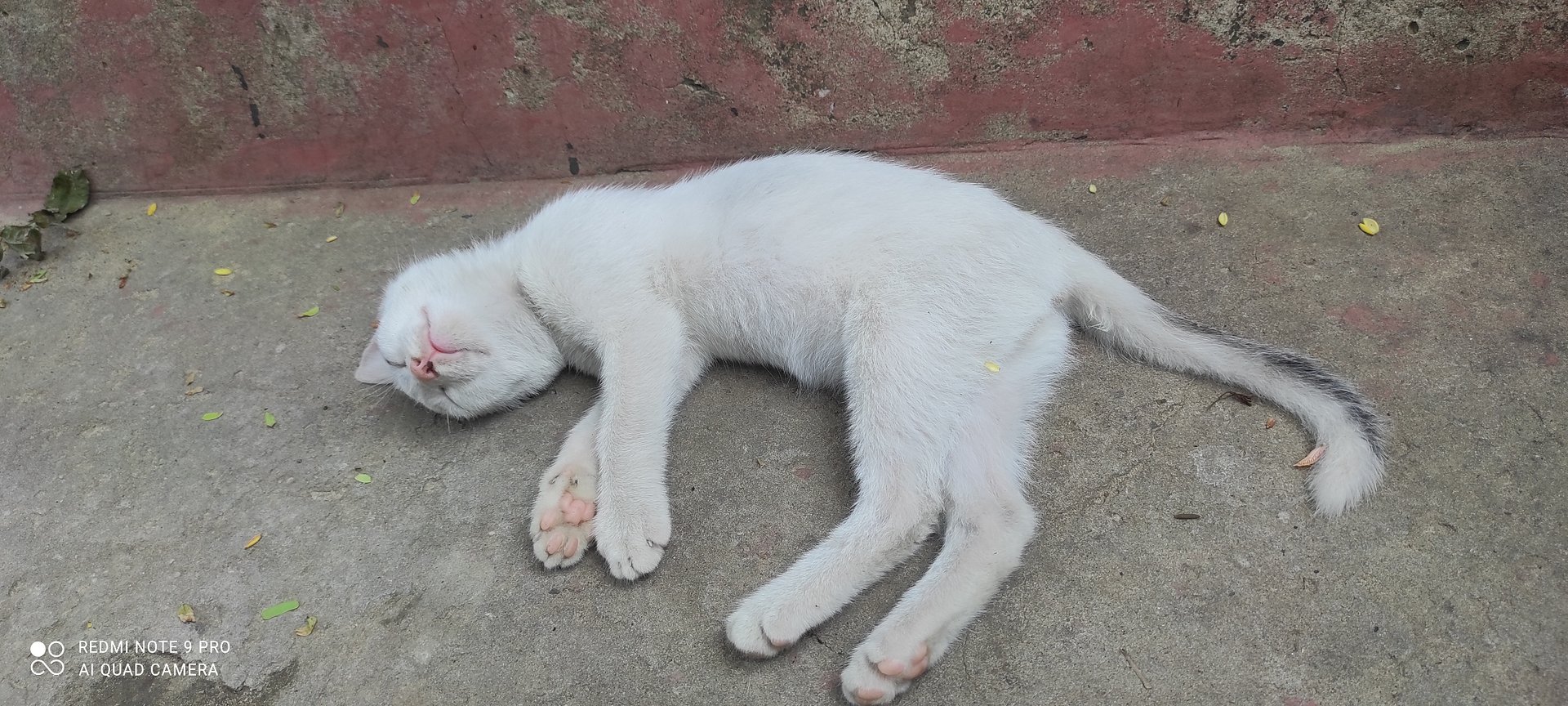 SA FORHAD YT product image (1)