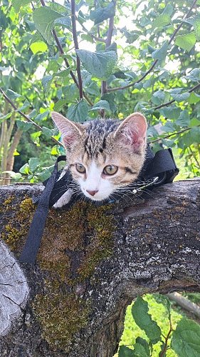 Felix auf nem mehr oder weniger totem Baum