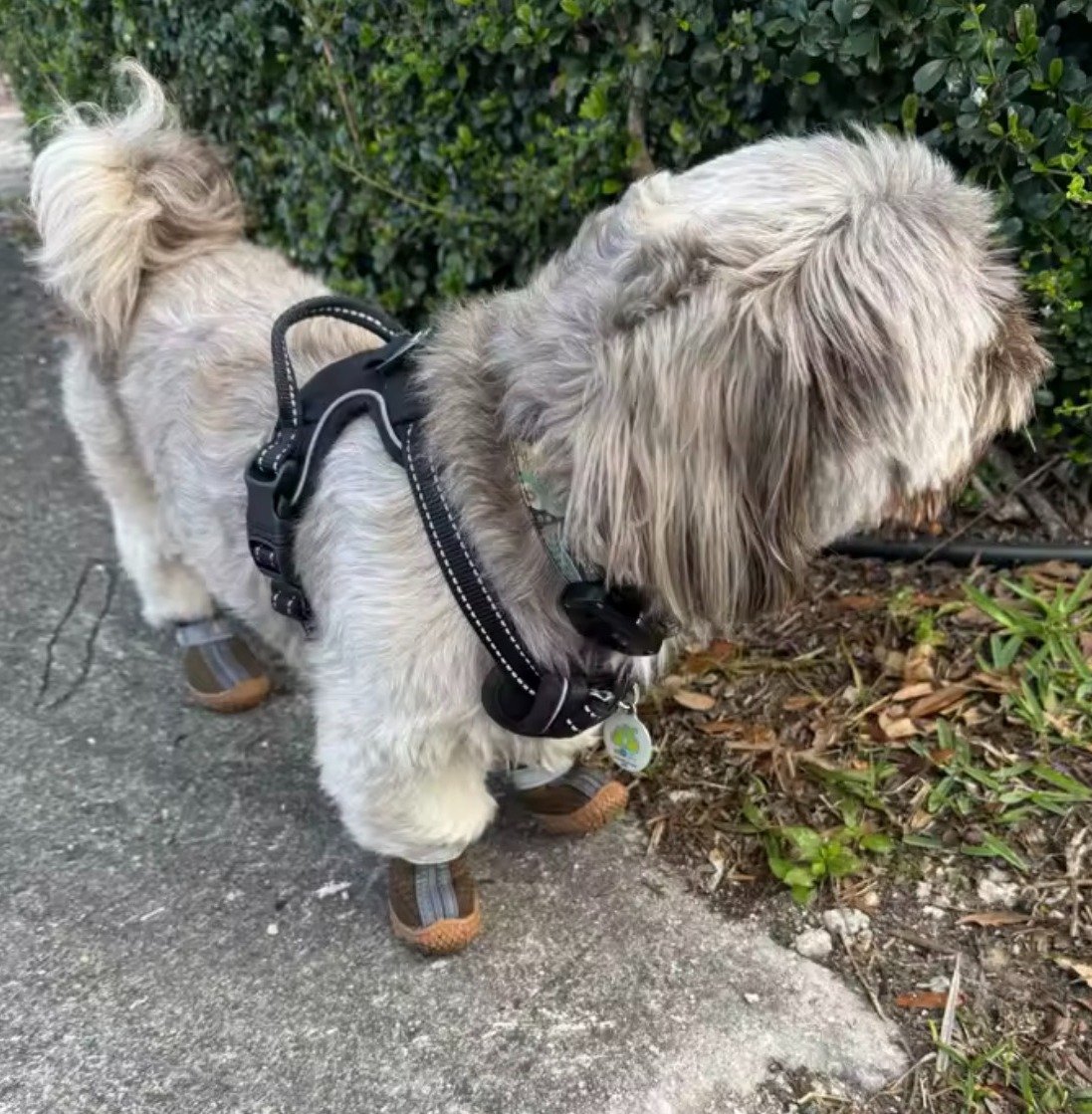 Dog Shoes product image (12)
