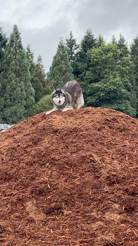 THIS is why everyone thinks Leia is the younger one. 🐺🤪😅
.
.
.
.
.
.
.
.
.
.
#siberianderpskies #husky #siberianhusky #huskie...