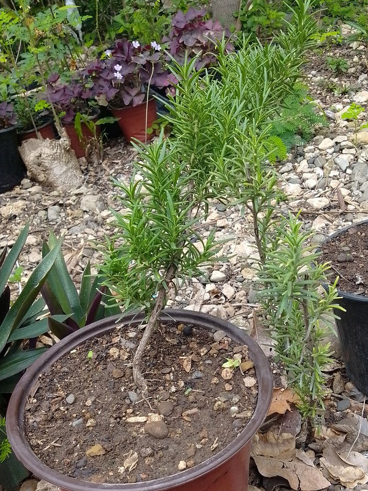 Rosemarie plant product image (1)