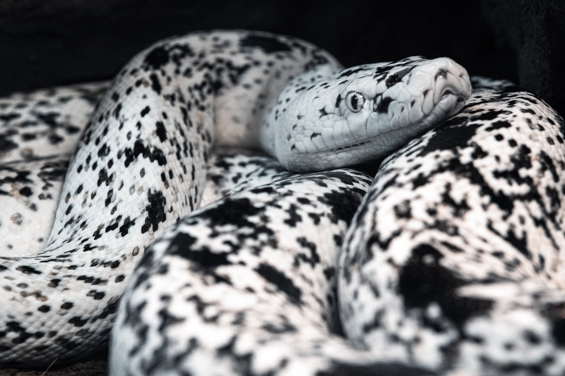 Cow Retic #4 product image (1)