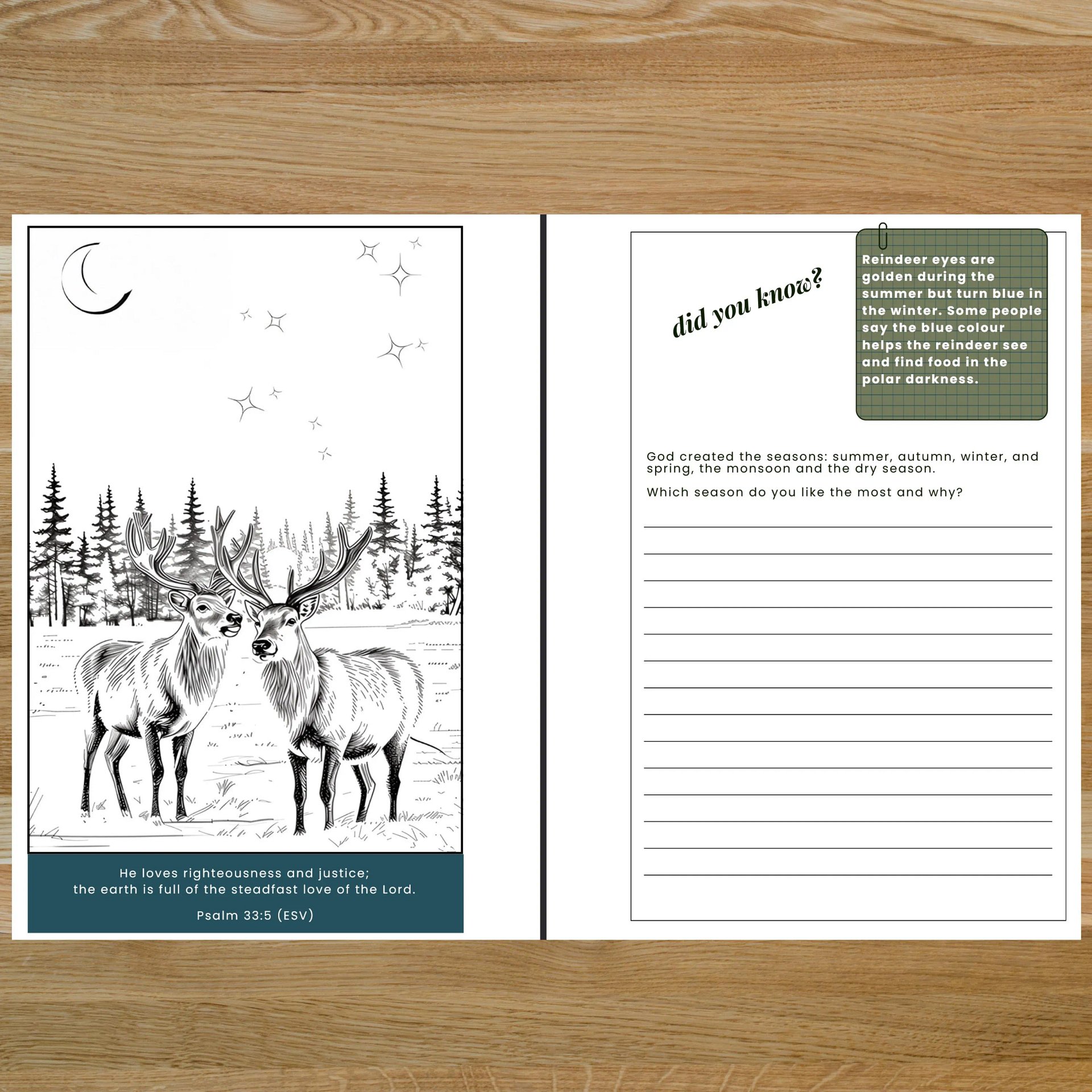 Nature’s Colorful Wonders Bible Inspired Biology Study Book for Kids (43 pages) product image (5)