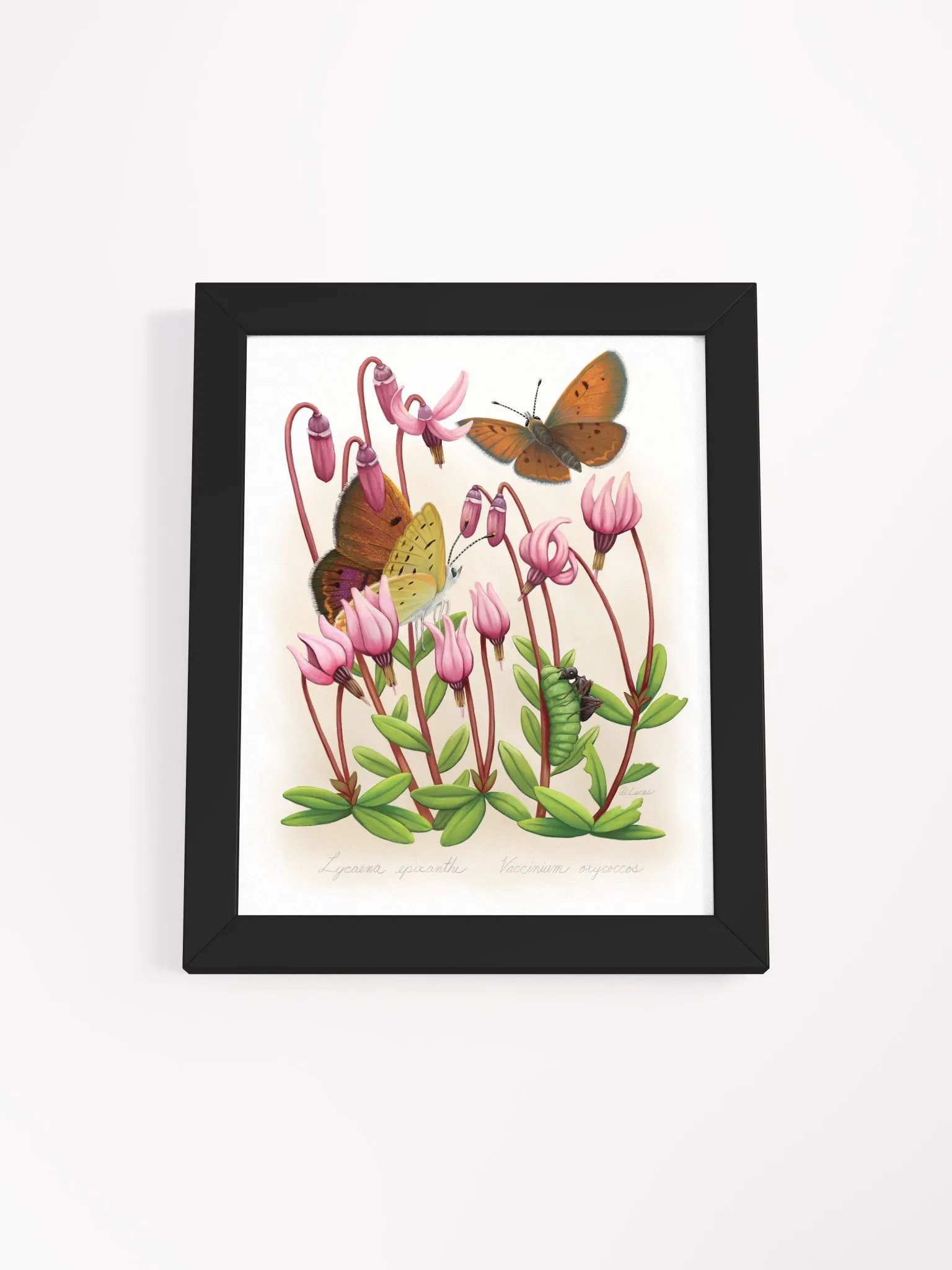 Bog Copper Butterflies product image (3)