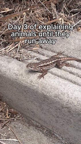 This is a Western fence lizard, and their blood contains a special protein that kills the Lyme-causing bacteria (Borrelia bur...