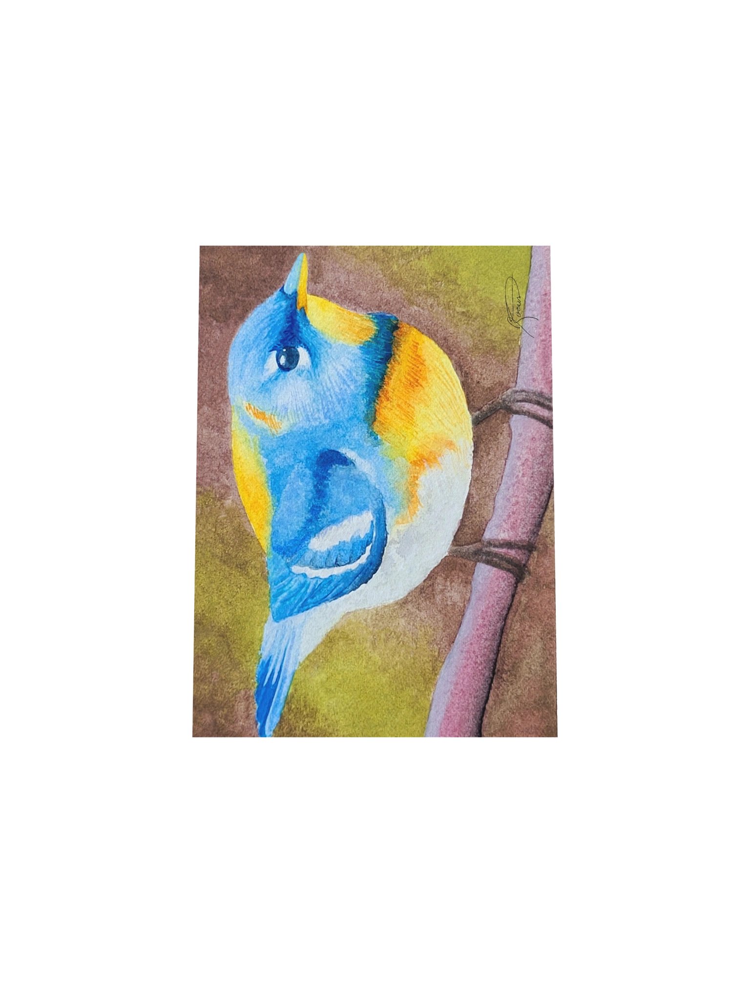 Northern Parula (2026) - Watercolour Print product image (5)