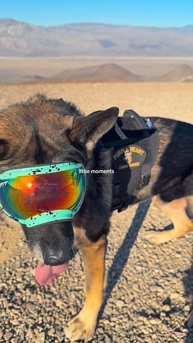 So much more exploring to do with you. Missing being on the road. Soon… 

#k9arlo #dogsofinstagram #dog #explorepage #puppy