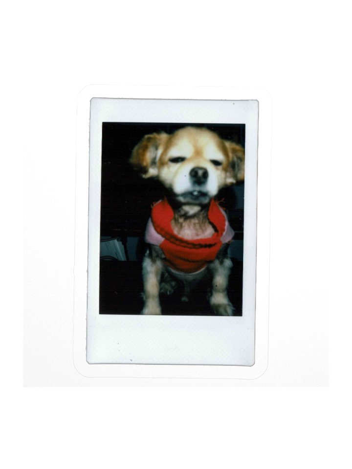 Polaroid B Sticker product image (1)