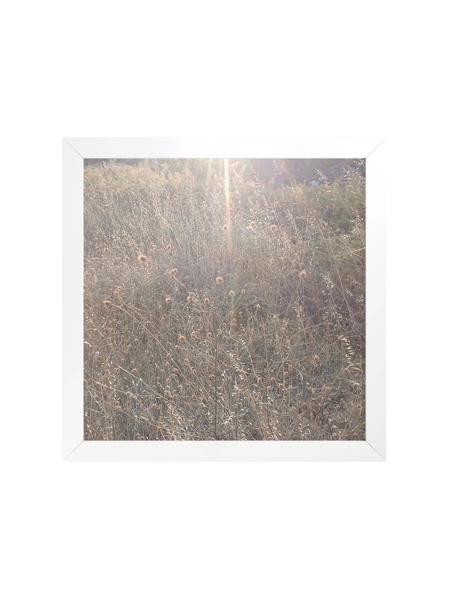 Goldi - Square Matte Poster product image (1)