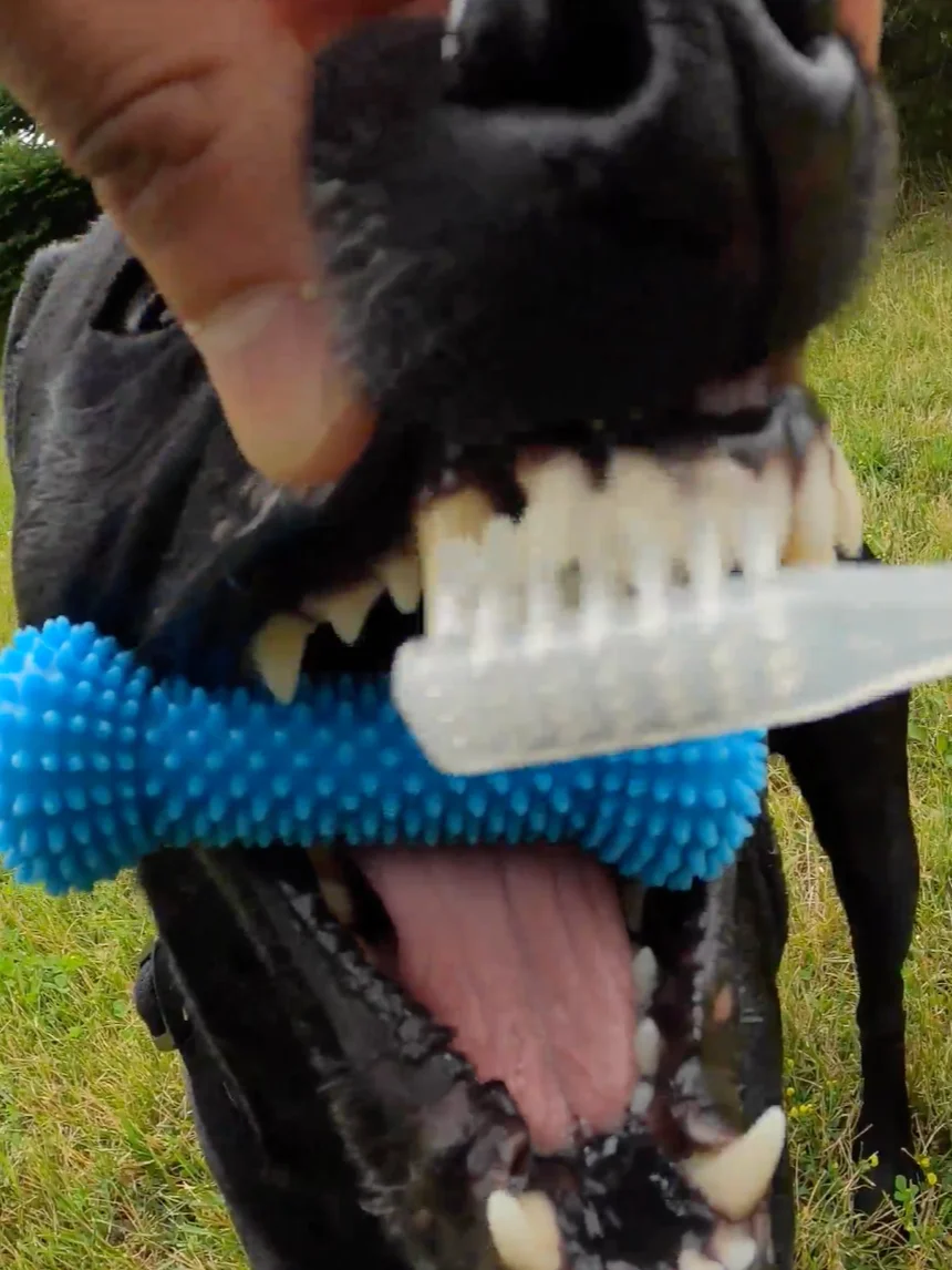 Dog Mouth Gag product image (3)