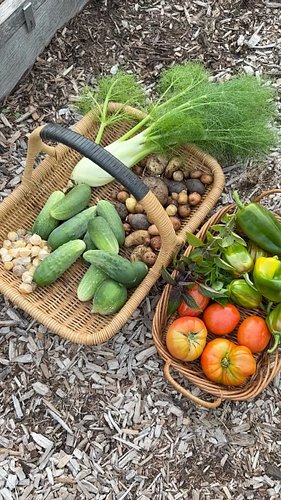 This #harvest includes fennel, cucumbers, potatoes, ground cherries, basil, Cucamelons, tomatoes, and sweet peppers from my #...