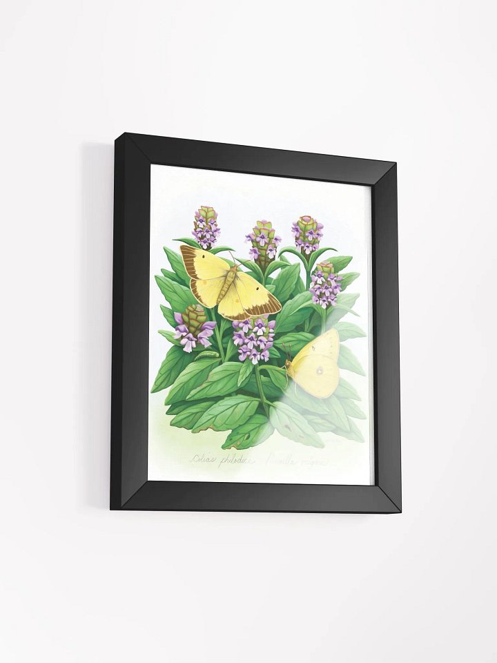 Clouded Sulphur Butterflies product image (17)