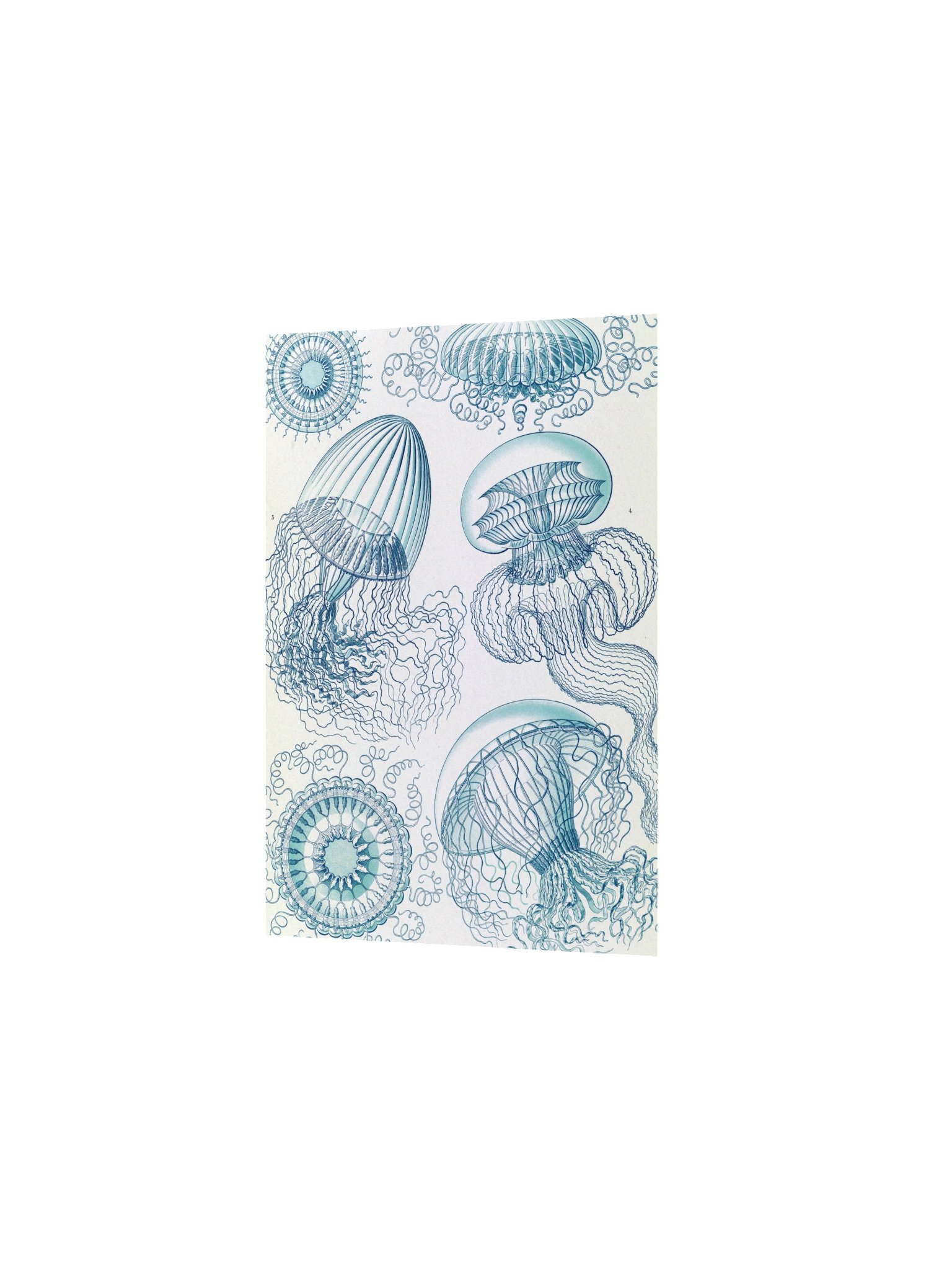 Leptomedusae Jellyfish Antique Marine Art Print product image (4)