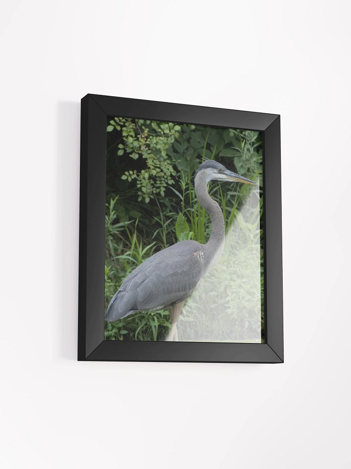 Great Blue Heron Poster product image (2)