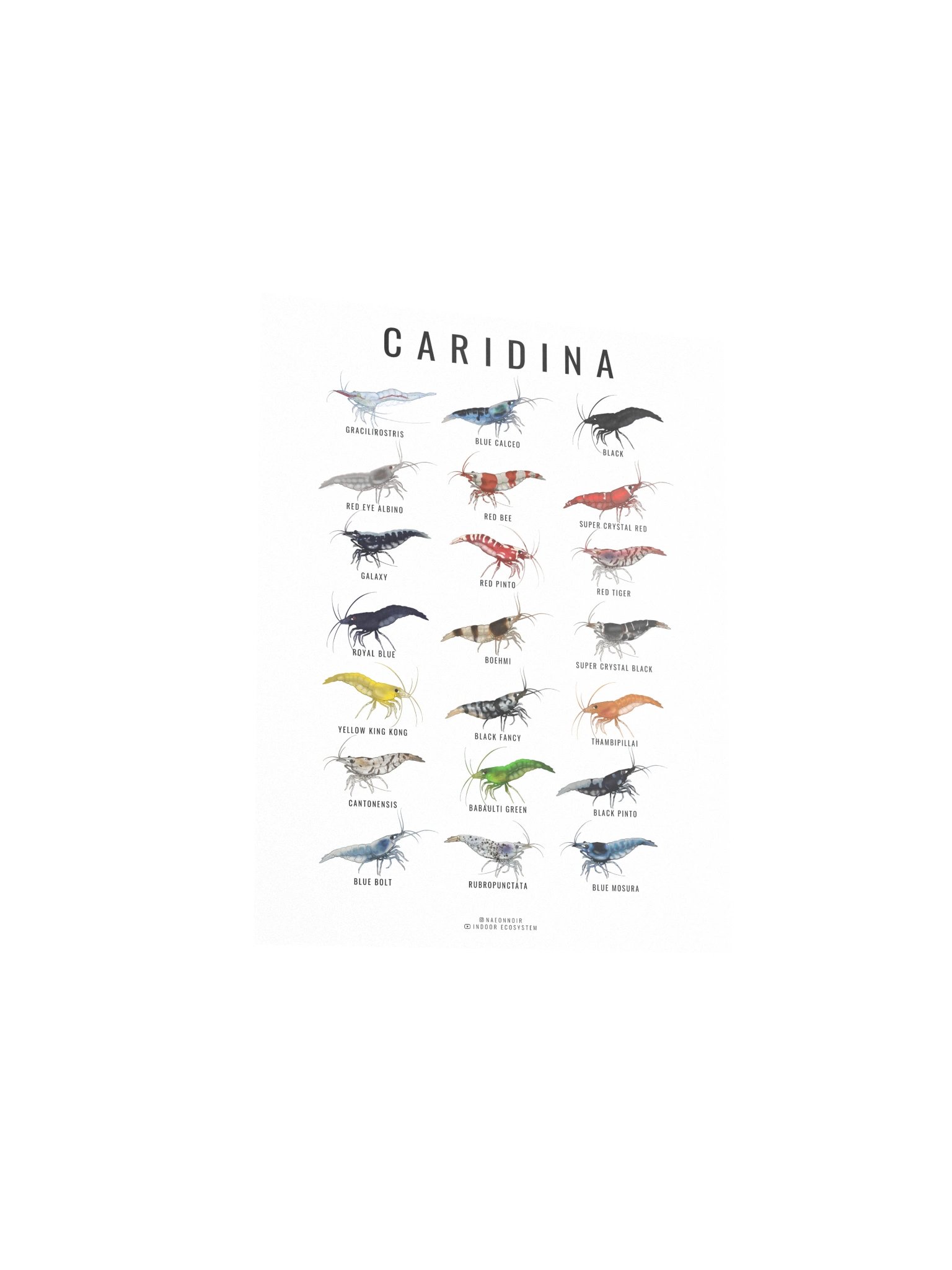 CARIDINA SHRIMP POSTER (WHITE) product image (3)