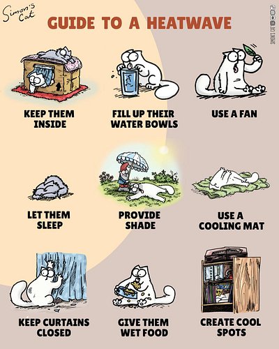 Keep your cats Cool, Calm & Collected in the heatwave! 🌞😺