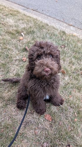 🥳🐾 Bruno's Graduation Day! 

After 6 weeks in our Room & Board Training Program, Bruno is officially graduating from PAWRRIFI...