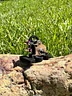 WoodChuck SCX24 LCG Transmission 9mm