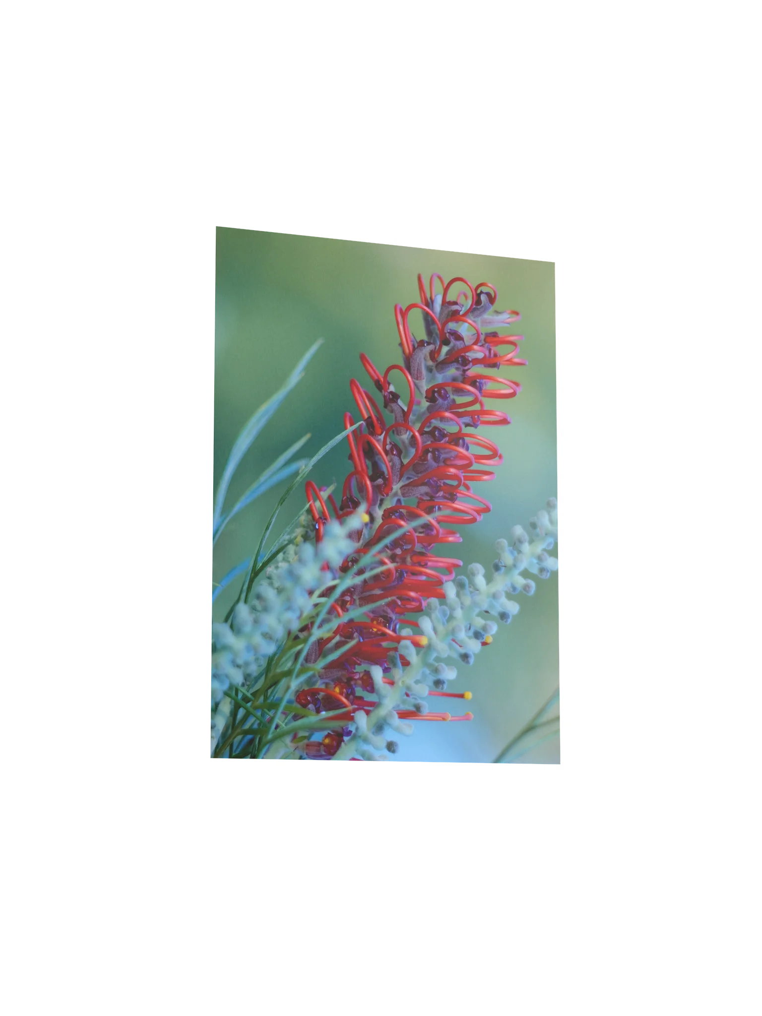 Queensland Red Grevillea – Vintage Lens Fine Art Print product image (25)