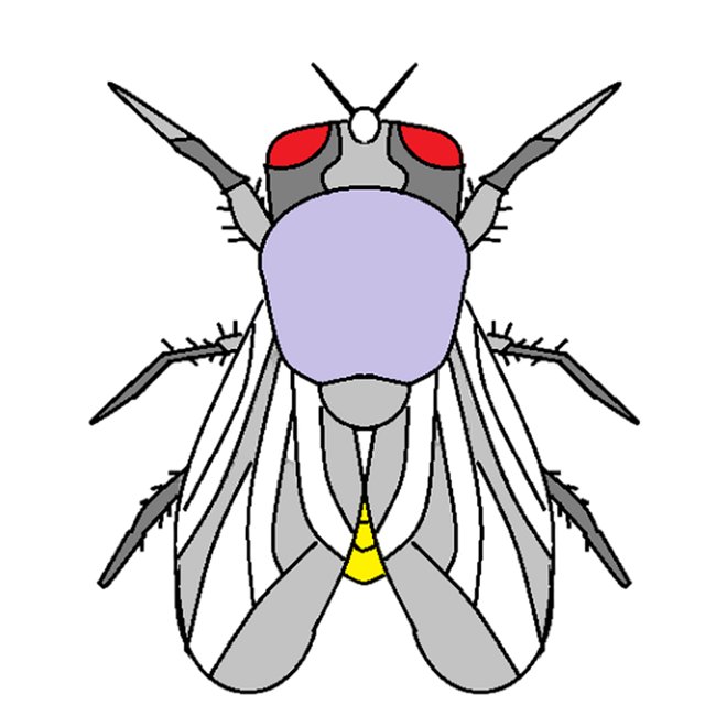 House fly
