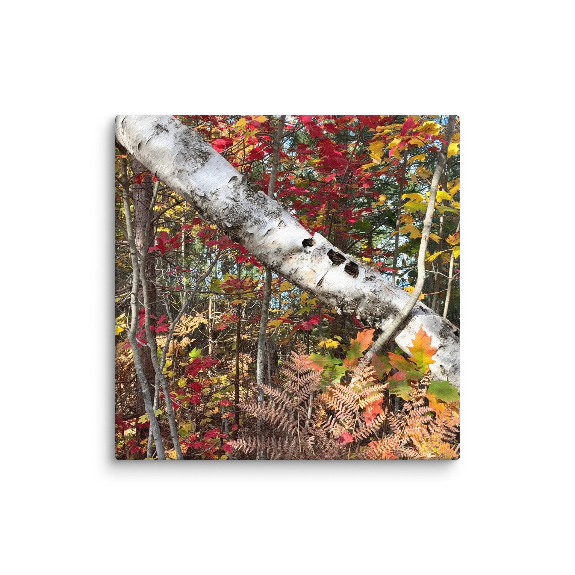 Fall Colors with a Birch tree Canvas product image (15)