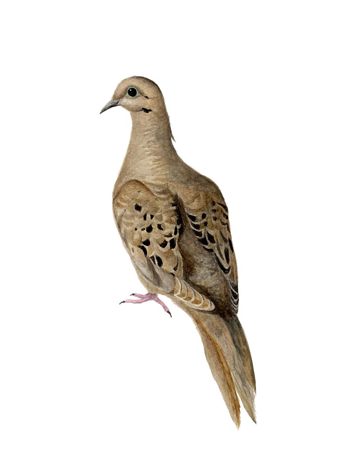Mourning Dove - giclée print product image (1)