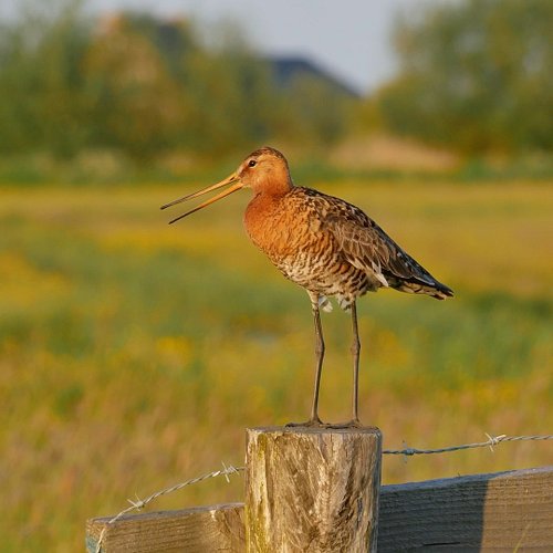 Dan ook ook nog even een video-moment uit de polder van Eemnes. Je hoort de grutto roepen terwijl hij zijn territorium bewaak...