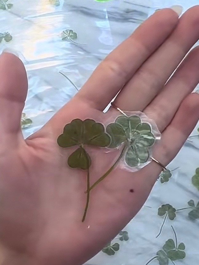 Laminated 4-leaf clover product image (1)