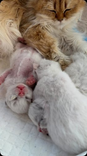 Two mamas taking turns caring for one litter of kittens