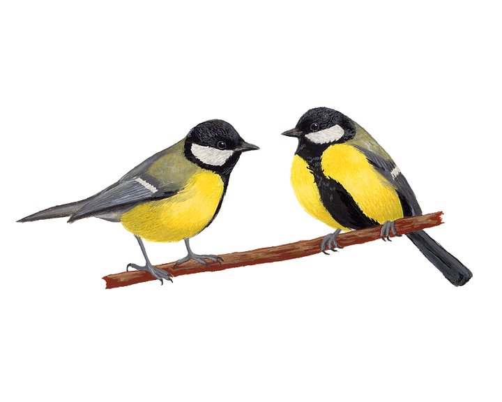 Great Tits - giclée print product image (1)