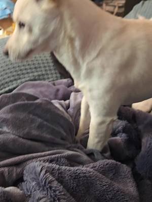 The Ritual of Sit  #rumi #shibainu #weirdpets #doge 