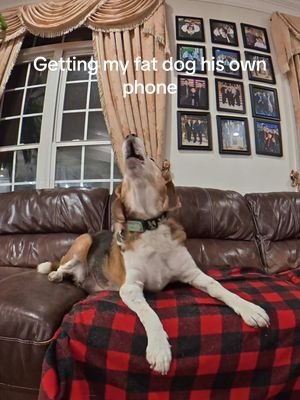 Bros gonna be spamming my phone now 😂 @PetPhone  #petphone #petpogo #petchat #DealsForYouDays